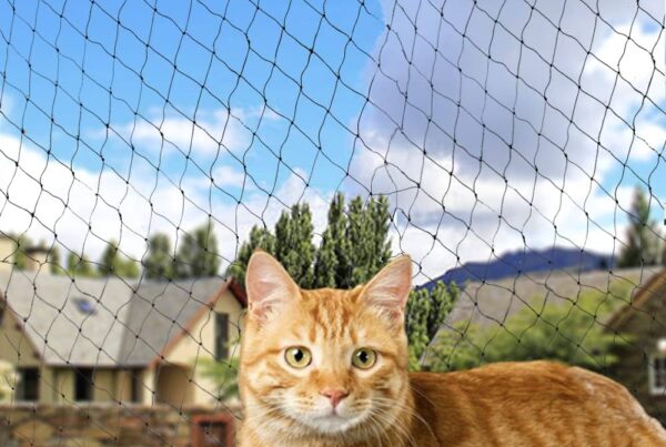 Pets Safety Nets in Bangalore.